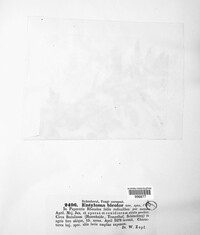 Entyloma fuscum image